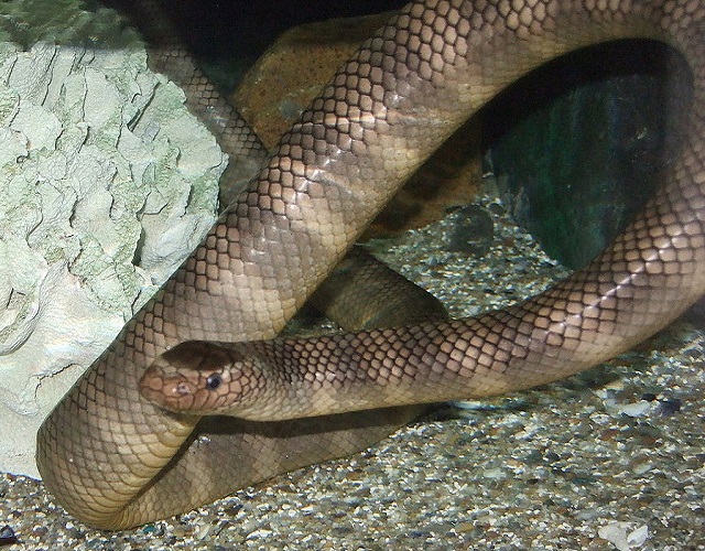 Top 10 cobras mais venenosas do mundo - Serpente Marinha Chinesa