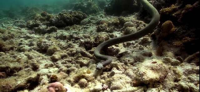Top 10 cobras mais venenosas do mundo - Serpente Marinha de Perón