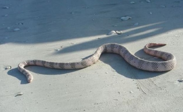 Top 10 cobras mais venenosas do mundo - Serpente Marinha Dubois