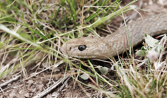 Top 10 cobras mais venenosas do mundo - Serpente Oriental Marrom