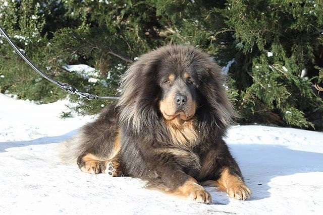 Top 10 raças de cães mais caras do mundo - Mastim Tibetano