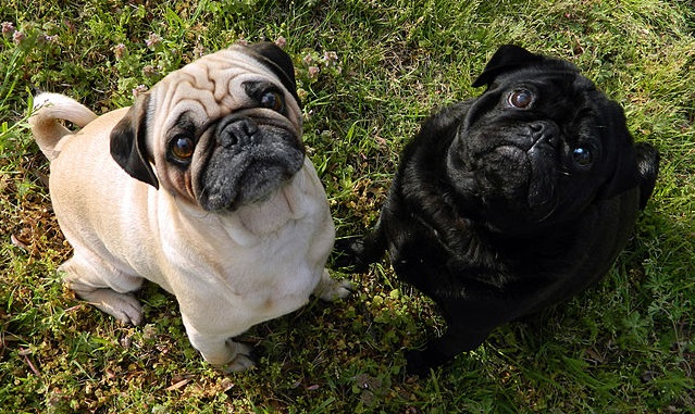 Top 10 raças de cães mais caras do mundo - Pug