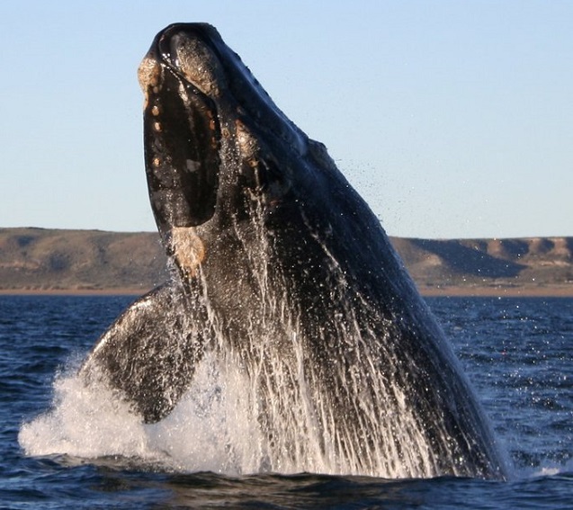 Top 10 animais mais inteligentes do mundo - Baleias
