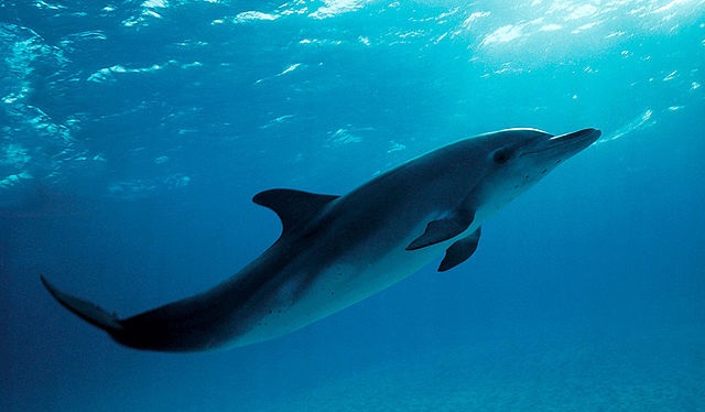Top 10 animais mais inteligentes do mundo - Golfinhos