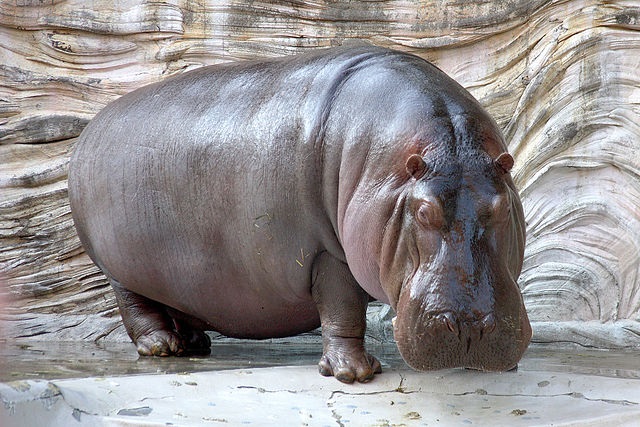Top 10 animais mais perigosos do mundo - Hipopótamo