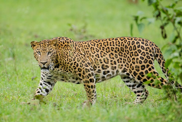 Top 10 animais mais perigosos do mundo - Leopardo