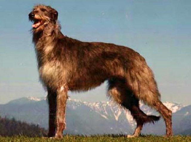 Cachorros gigantes - Lébrel Escocês
