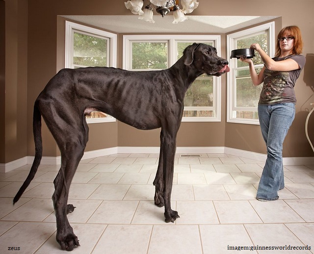 Qual é o maior cachorro do mundo pelo Guinness? - Zeus