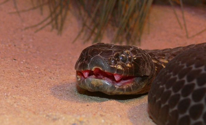 Top 10 cobras mais venenosas do mundo