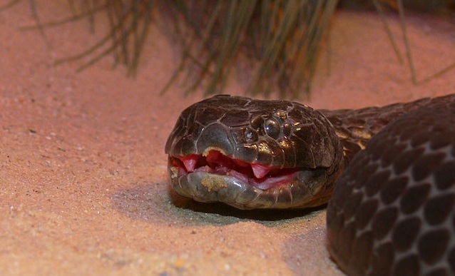 Top 10 cobras mais venenosas do mundo - Cobra Tigre