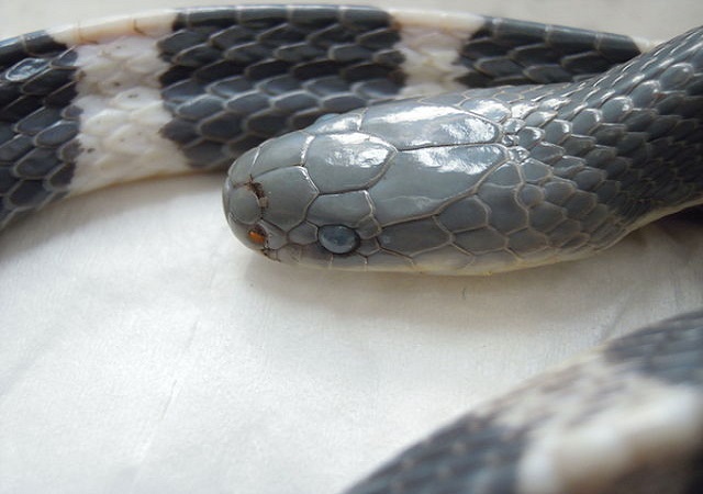 Top 10 cobras mais venenosas do mundo - Krait de Taiwan