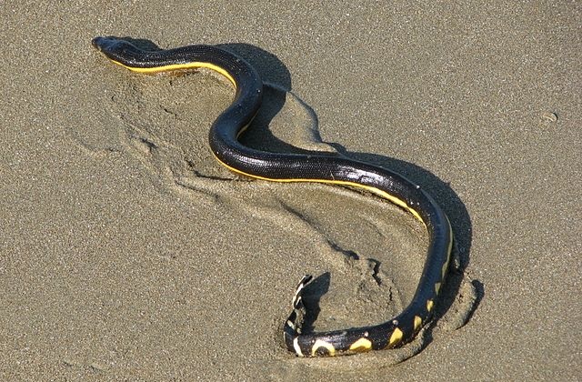 Top 10 cobras mais venenosas do mundo - Serpente do Mar de Barriga Amarela