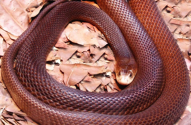 Top 10 cobras mais venenosas do mundo - Taipan Costeira