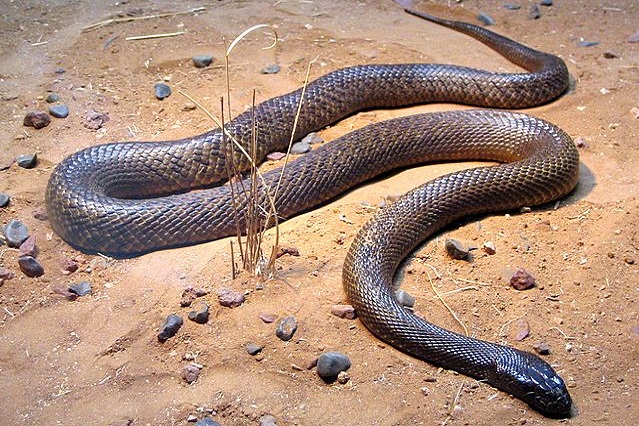 Top 10 cobras mais venenosas do mundo - Taipan Interior
