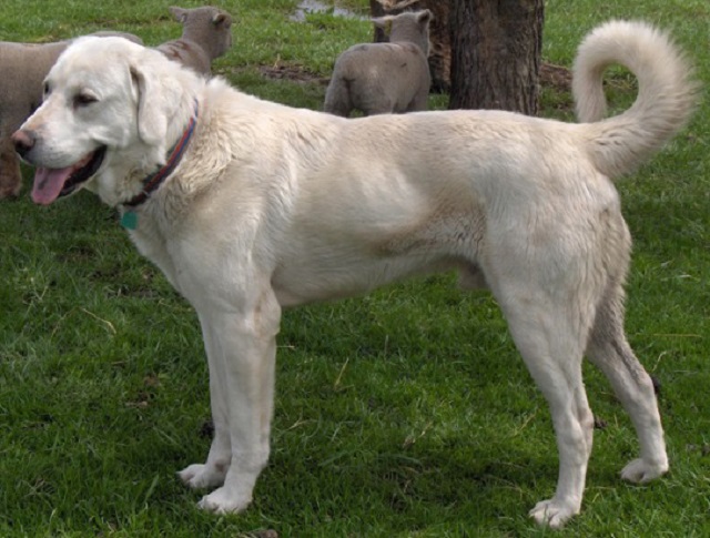 Cães gigantes - Cão de Akbash