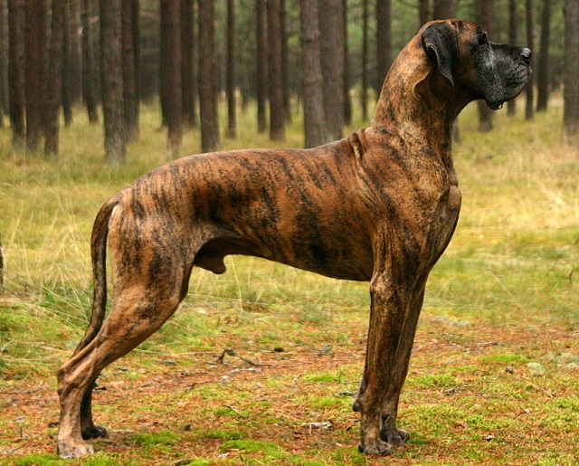 Maiores cachorros do mundo - Dogue Alemão