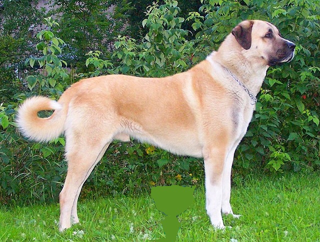 Maiores cachorros do mundo - Kangal