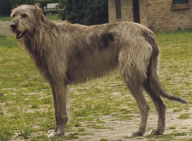 Raças de cães gigantes - Lébrel irlandês