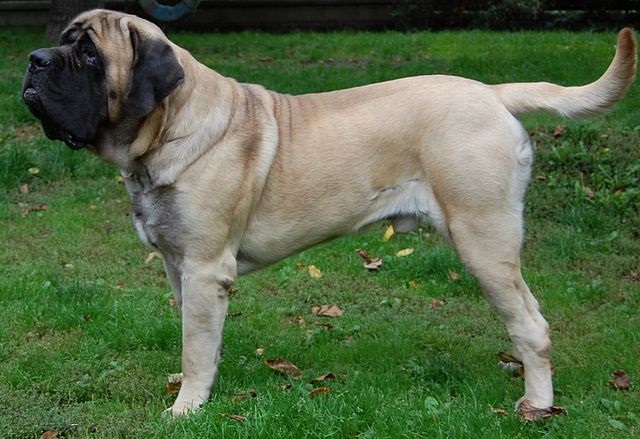 Qual é a maior raça de cachorro do mundo - Mastim Inglês