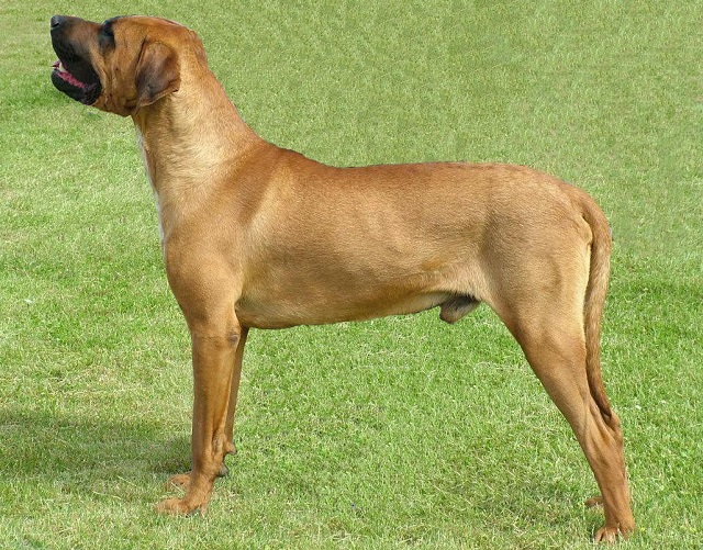Top 10 maiores raças de cães do mundo - Tosa Inu