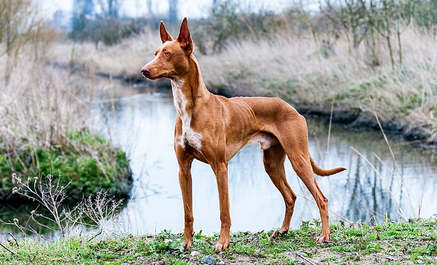 Top 10 raças de cães mais caras do mundo - Cão de Faraó