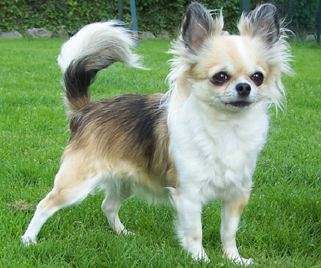 Top 10 raças de cães mais caras do mundo - Chihuahua