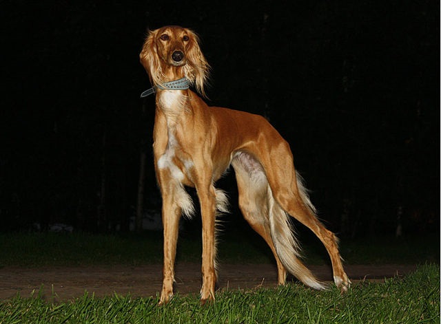 Top 10 raças de cães mais caras do mundo - Saluki