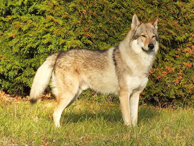 Top 10 raças de cães mais perigosas do mundo - Cão Lobo