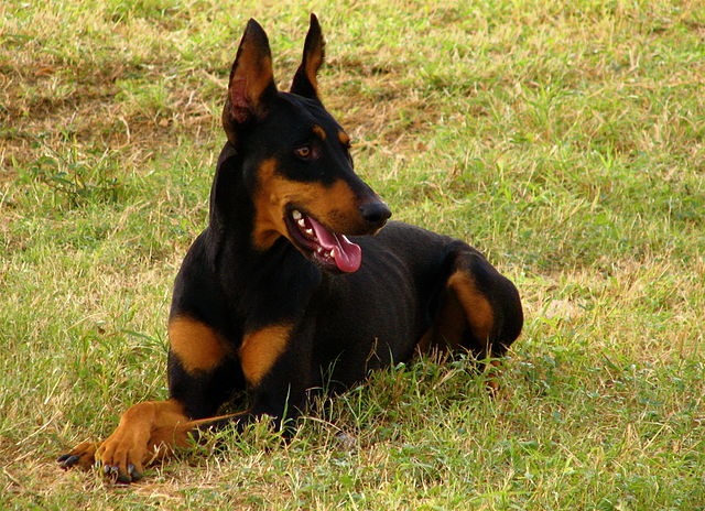 Top 10 raças de cães mais perigosas do mundo - Doberman