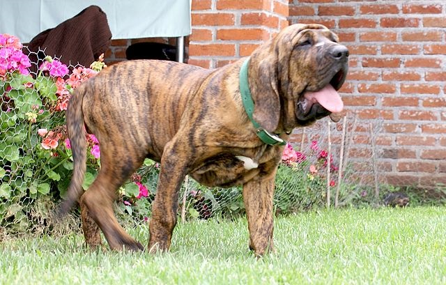 Top 10 raças de cães mais perigosas do mundo - Fila