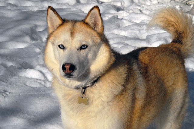 Top 10 raças de cães mais perigosas do mundo - Husky Siberiano