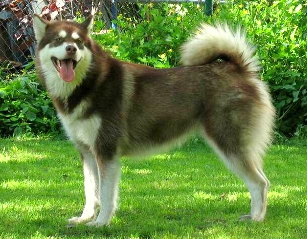 Top 10 raças de cães mais perigosas do mundo - Malamute do Alaska