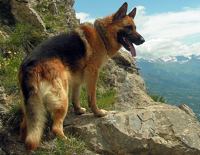 Top 10 raças de cães mais perigosas do mundo - Pastor Alemão