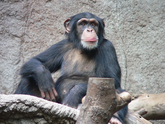 Top 10 animais mais inteligentes do mundo - Chimpanzé