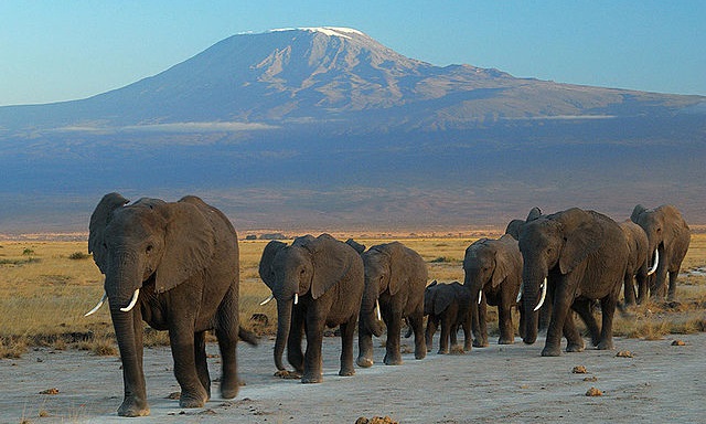 Top 10 animais mais inteligentes do mundo - Elefantes