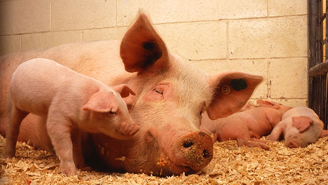 Top 10 animais mais inteligentes do mundo - Porcos