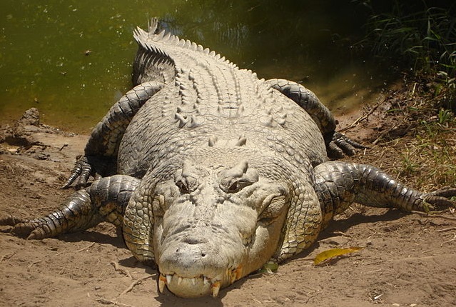 Top 10 animais mais perigosos do mundo - Crocodilo de Água Salgada