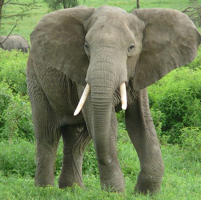 Top 10 animais mais perigosos do mundo - Elefante Africano