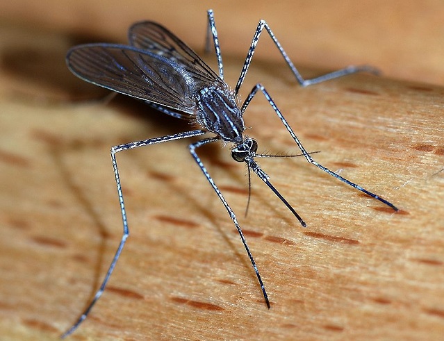 Top 10 animais mais perigosos do mundo - Mosquito