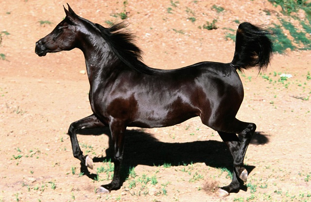 Top 10 raças de cavalos mais caras do mundo - Cavalo Árabe