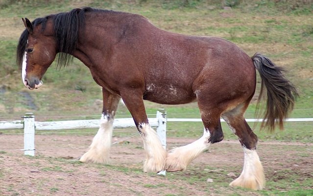 Top 10 raças de cavalos mais caras do mundo - Cavalo de Clydesdale
