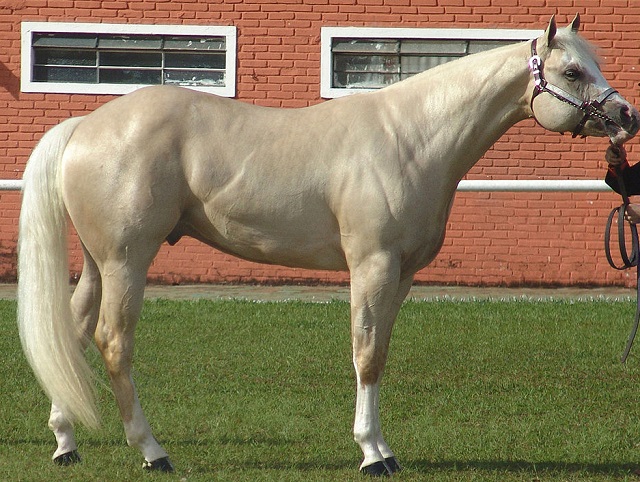 Top 10 raças de cavalos mais caras do mundo - Cavalo Quarto de Milha