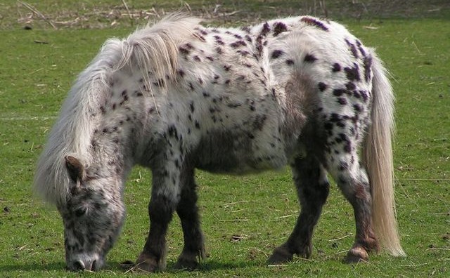 Top 10 raças de cavalos mais caras do mundo - Pônei de Shetland