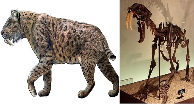 Top 10 animais incríveis que já foram extintos - Tigre-Dentes-de-Sabre
