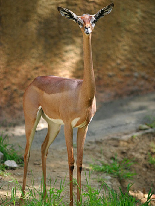 Top 10 animais que você não vai acreditar que existem - Gazela-Girafa