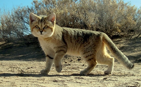 Top 10 espécies de gatos únicas no mundo - Gato-do-deserto