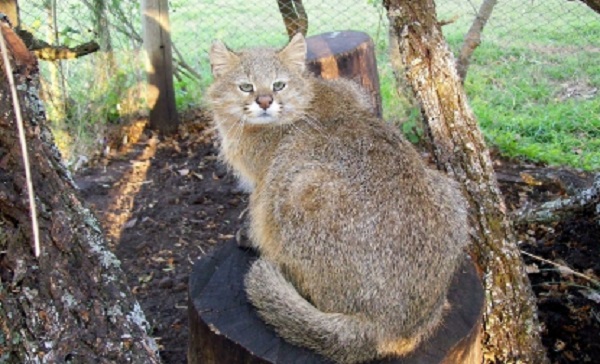Top 10 espécies de gatos únicas no mundo - Gato-dos-Pampas