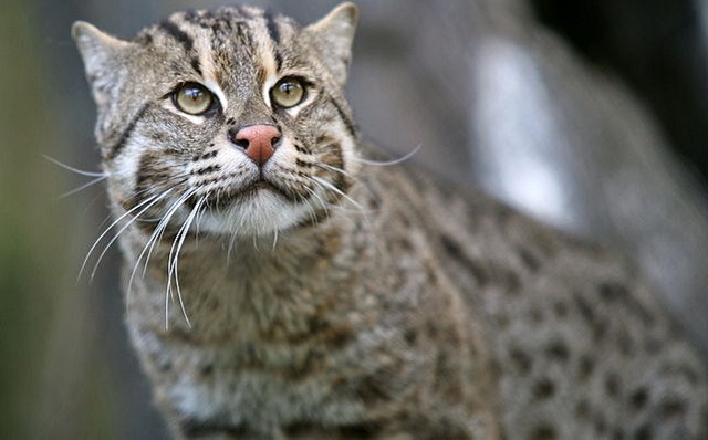 Top 10 espécies de gatos únicas no mundo - Gato-Pescador