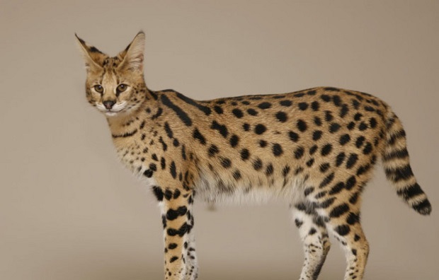 Top 10 espécies de gatos únicas no mundo - Gato Savannah