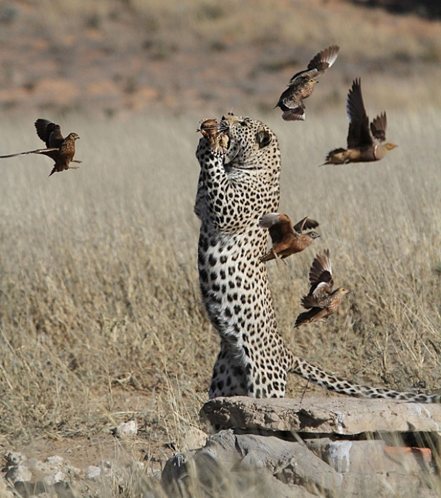 Animais Selvagens - Leopardo